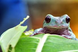 Grants Application Invited – Targeted Amphibian Research and Action Program