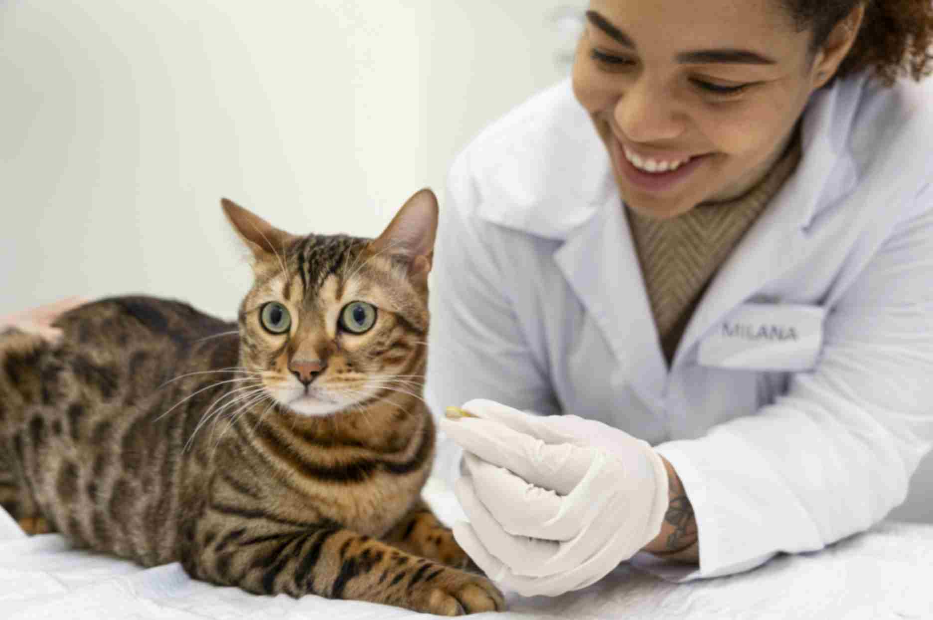 EveryCat Health Foundation Spring 2024 Grant Program