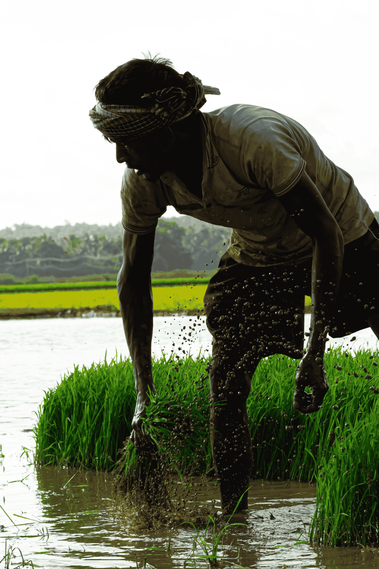 PRIMARY Open Call 2026 Europe | Sustainable Agriculture Grants up to €150K