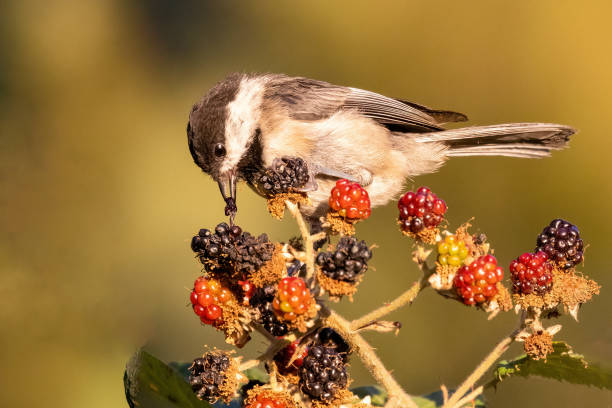 Wilson Ornithological Society Research Grants 2025