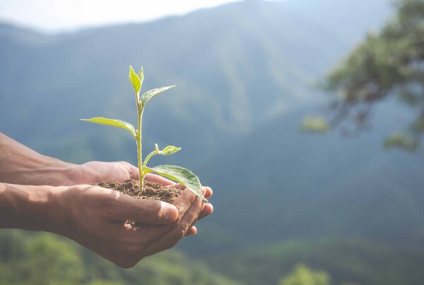 Hand holding a young plant symbolizing nature conservation and endangered species preservation, aligning with the Dierenpark Amersfoort Wildlife Fund Grant for environmental projects