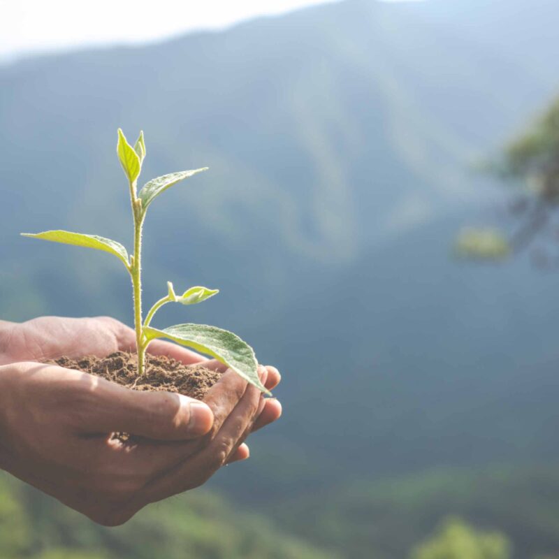 Hand holding a young plant symbolizing nature conservation and endangered species preservation, aligning with the Dierenpark Amersfoort Wildlife Fund Grant for environmental projects