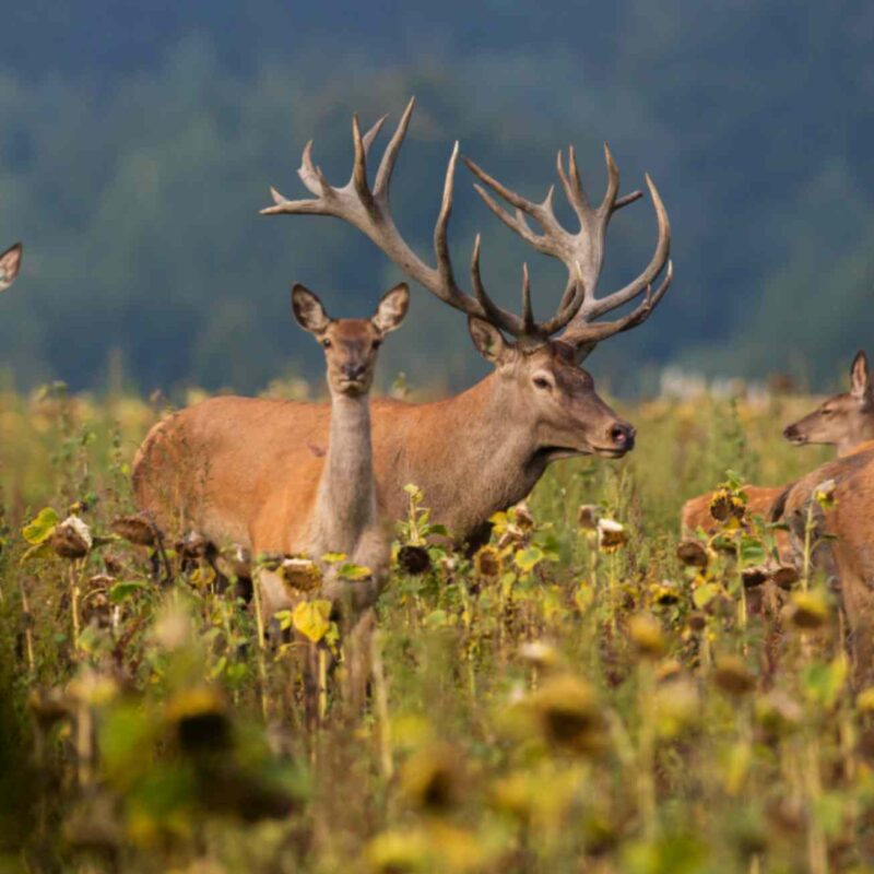red-deer-nature-habitat-deer-rut.