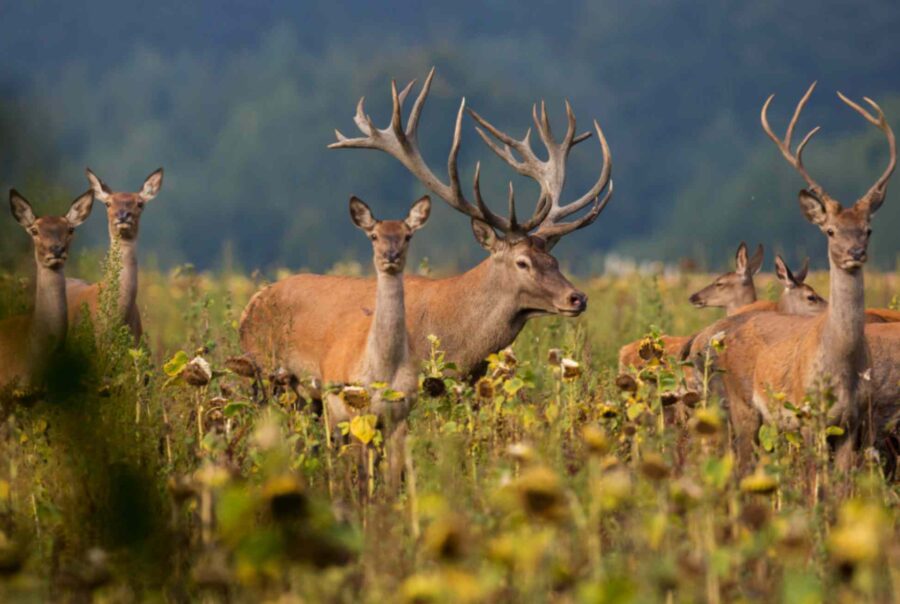 red-deer-nature-habitat-deer-rut.
