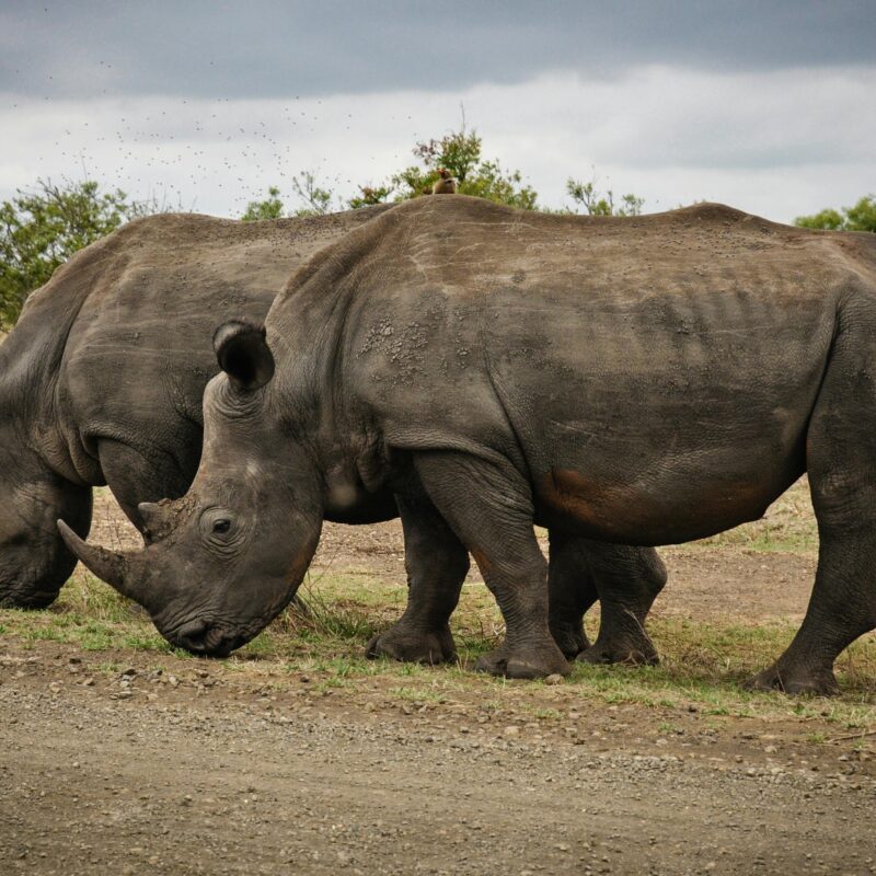 conservation wildlife species