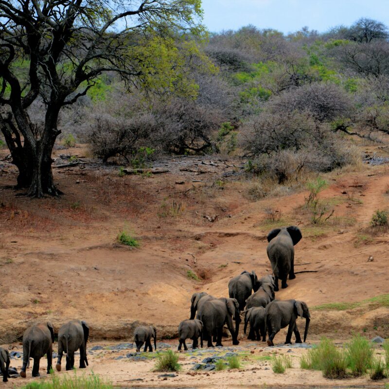 wildlife conservation climate