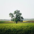 land grants community grants