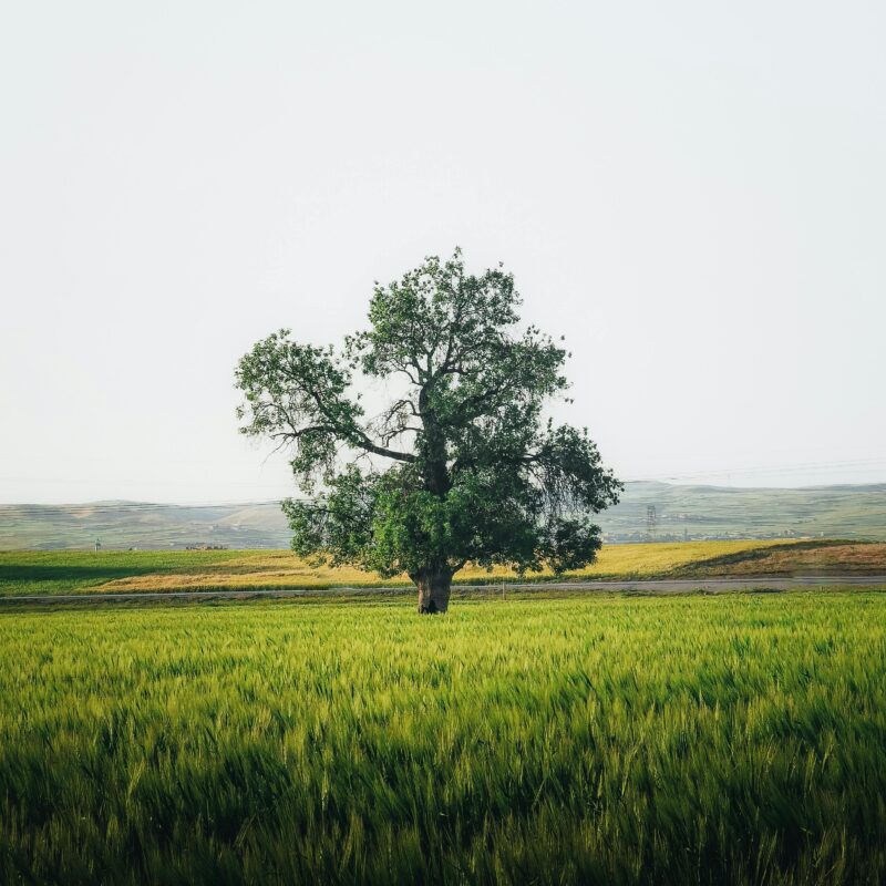 land grants community grants