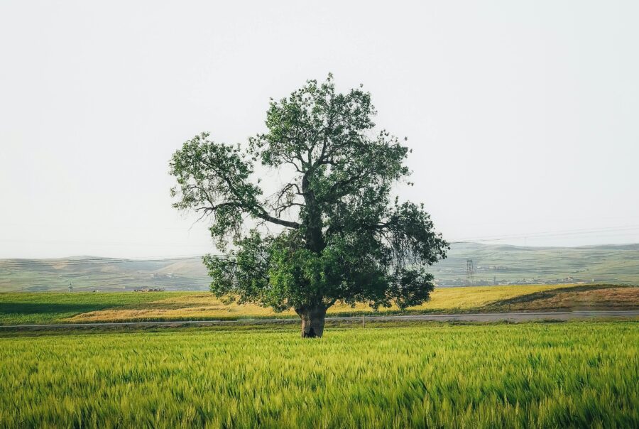 land grants community grants