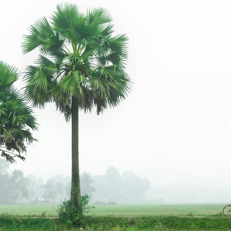 sustainibility grants green grants