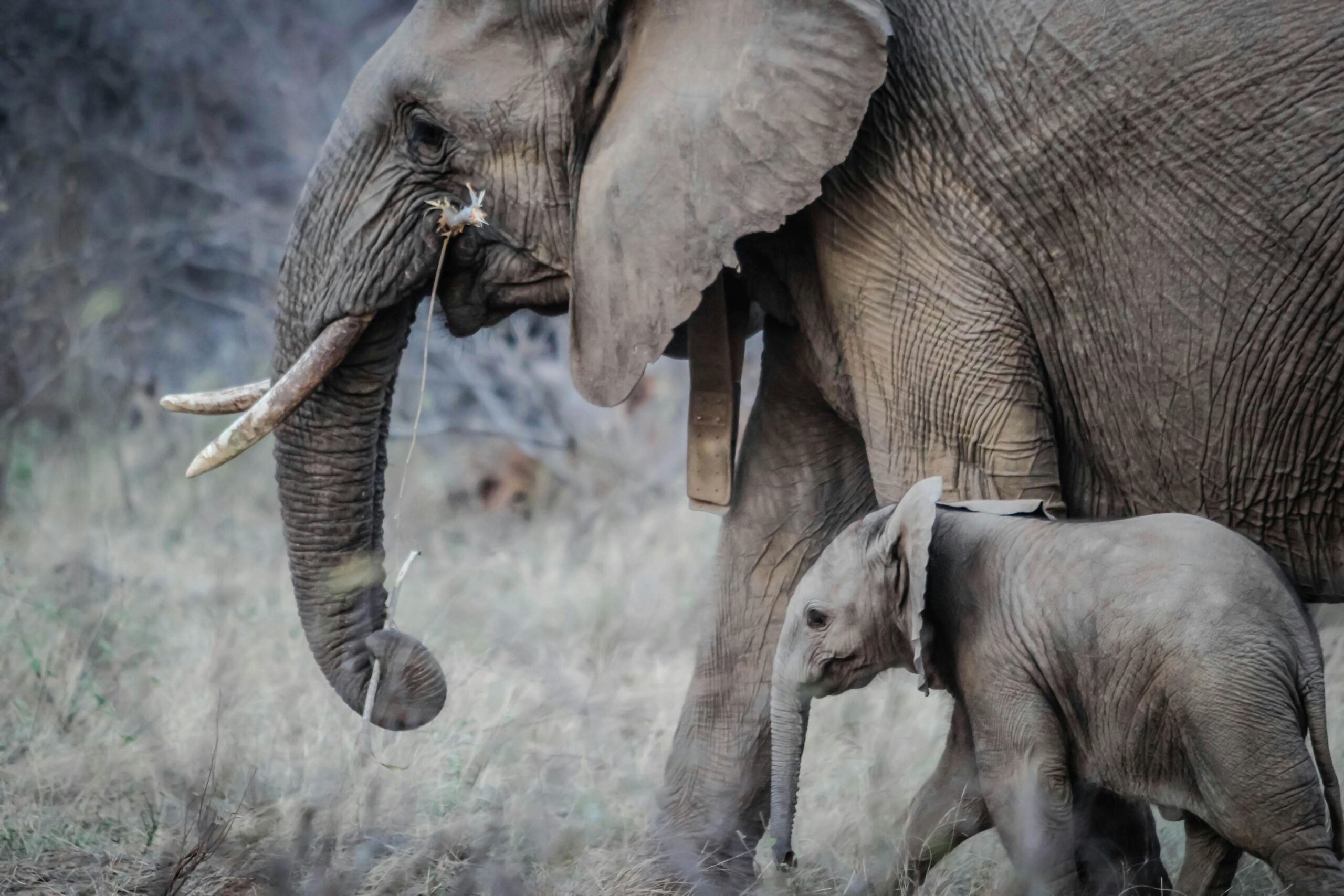 Wildlife Acoustics Scientific Product Grant