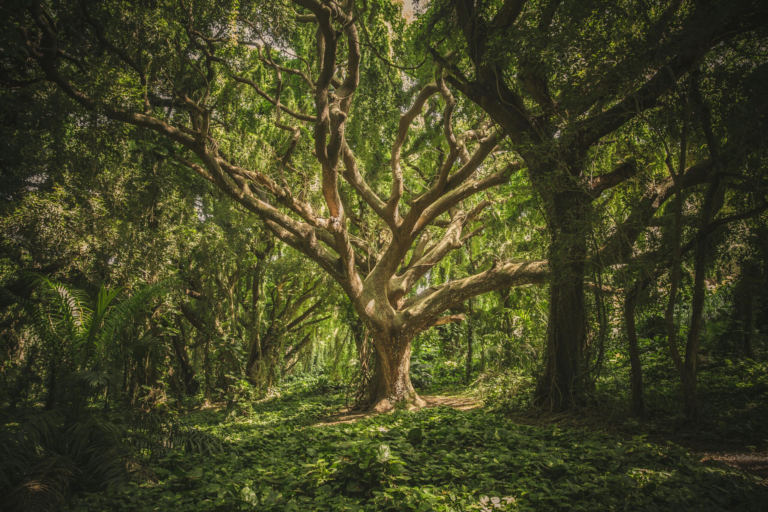 Proposal 2025: Challenges in Forest Management, Climate change, Biodiversity, Ecosystem Services & Forest Products