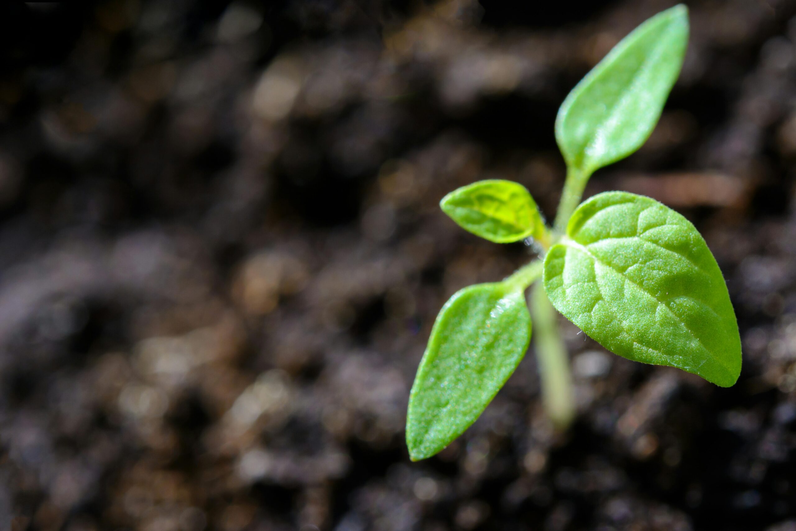 RFP for Tree Plantation/Urban Forestation/Biodiversity Project