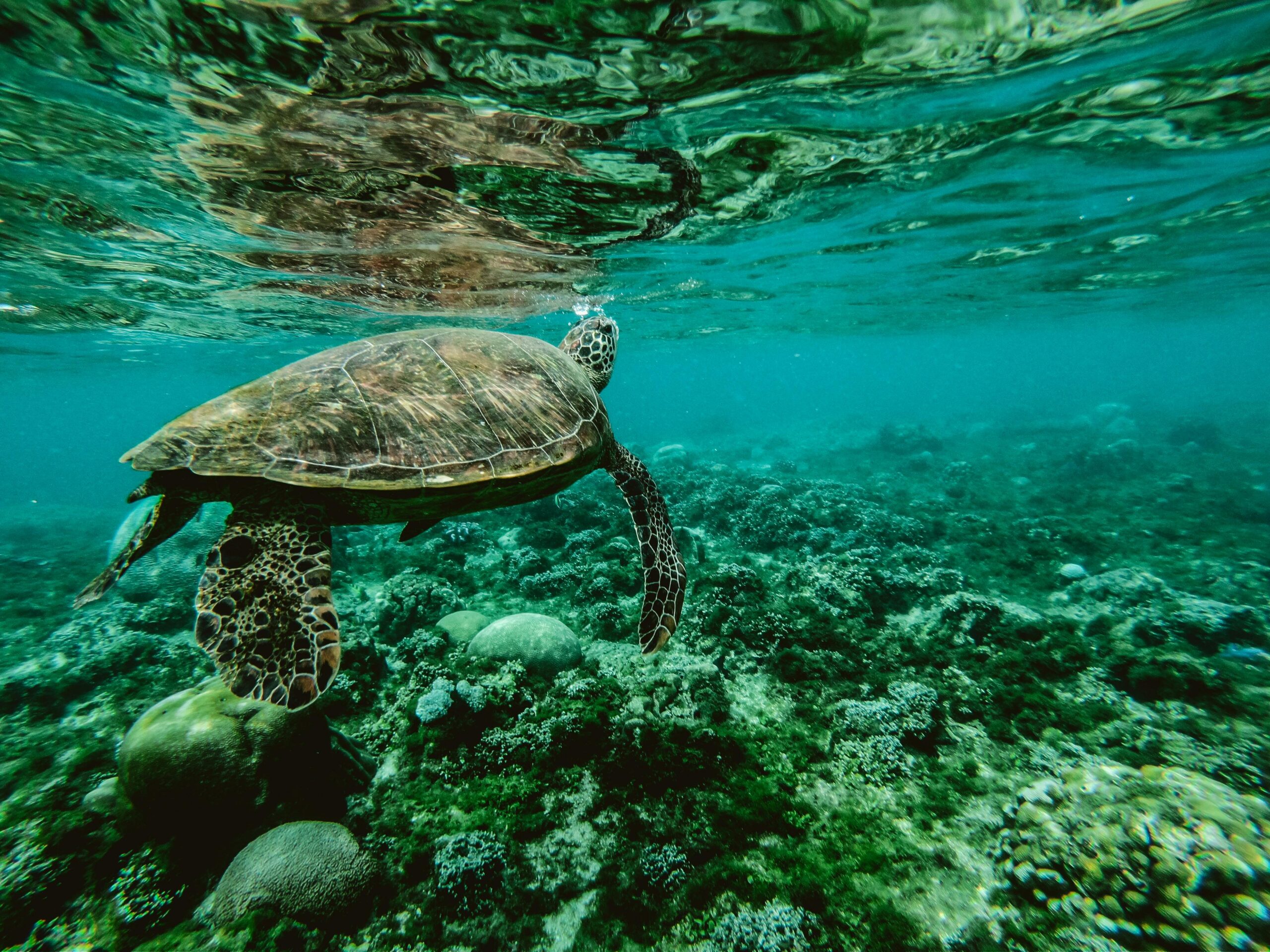 Conservation Nation 2025 Grant Program