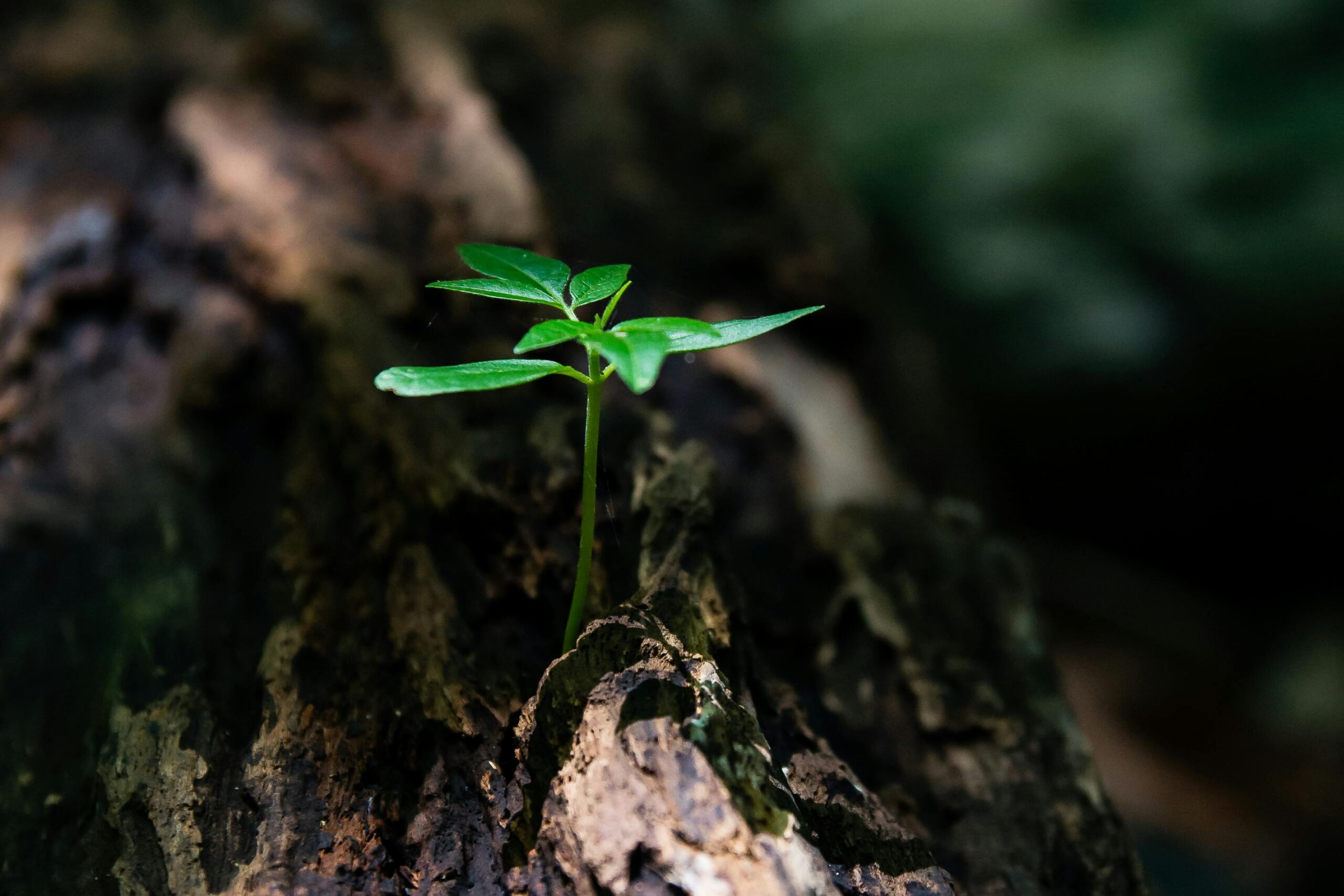 Environmental and Publicly Beneficial Projects
