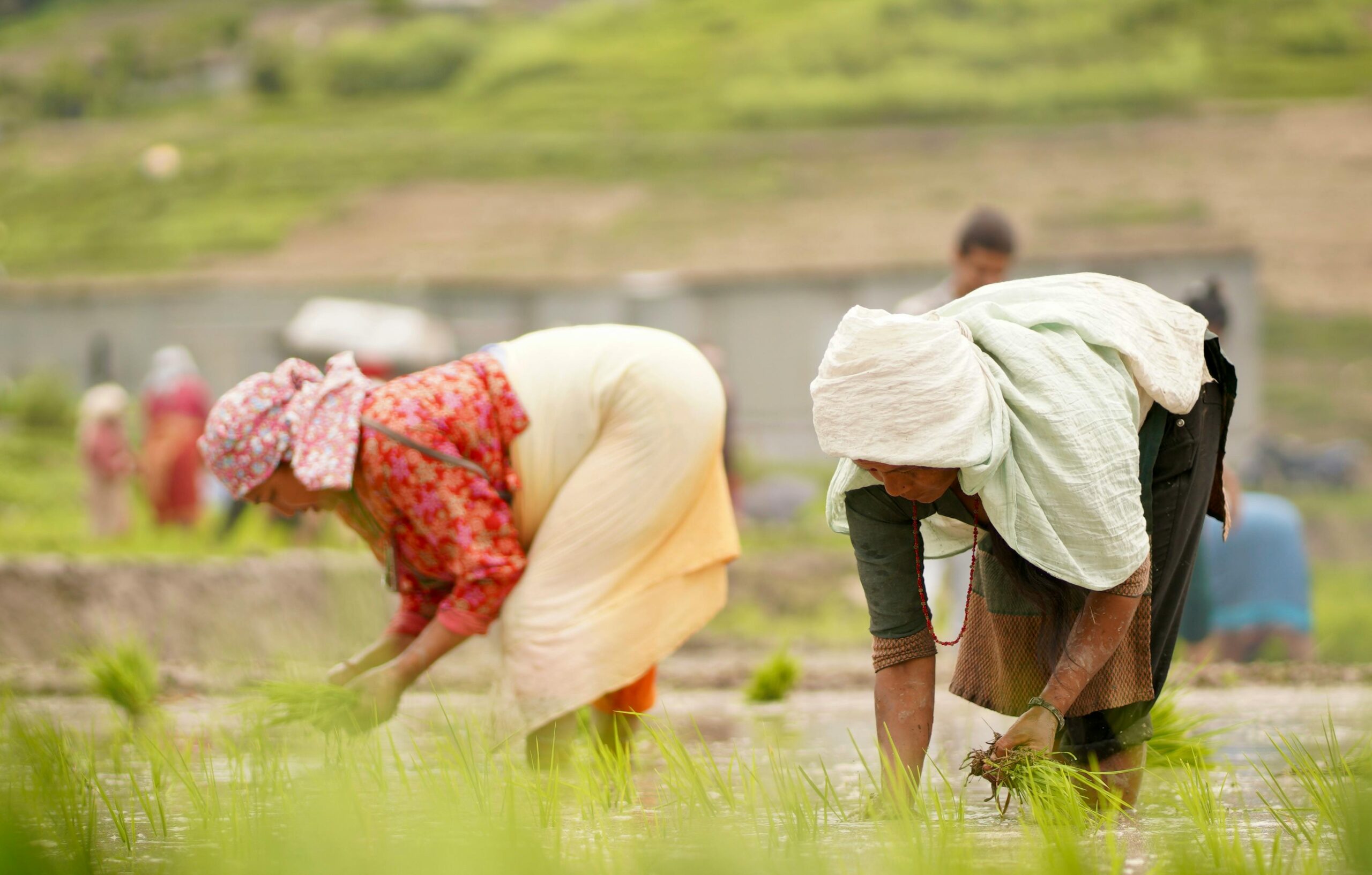 Call for Proposals: Women Empowered for Climate Resilience through Agricultural Innovation in Madhya Pradesh