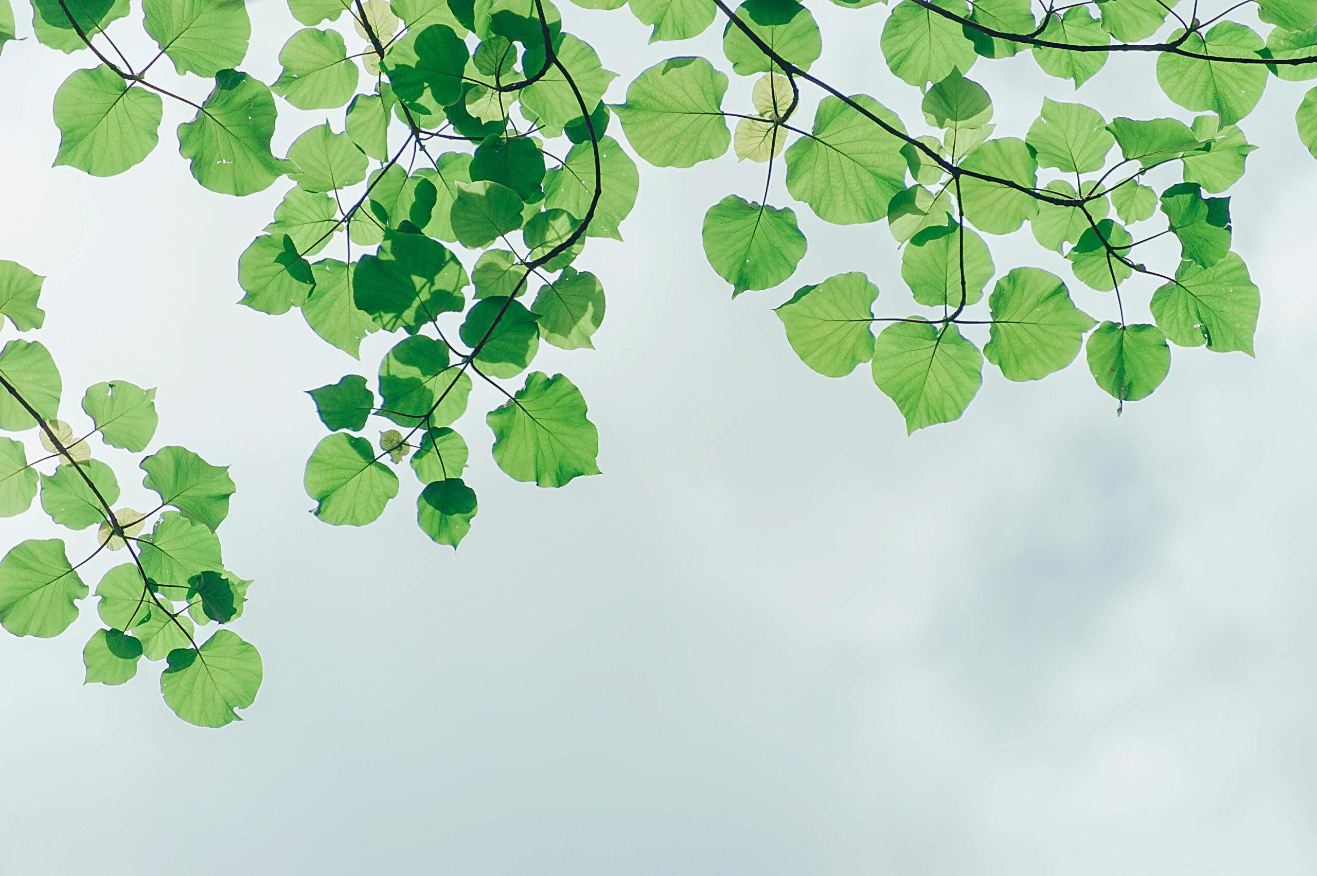 Harvard Environmental Fellows Program 2026