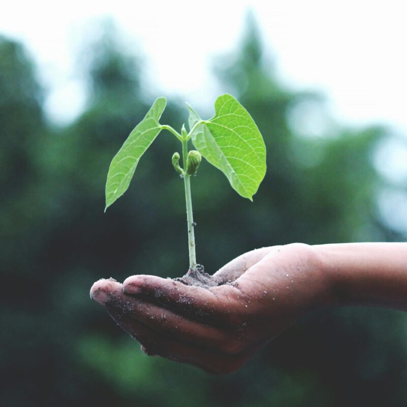 Sustainable Development
