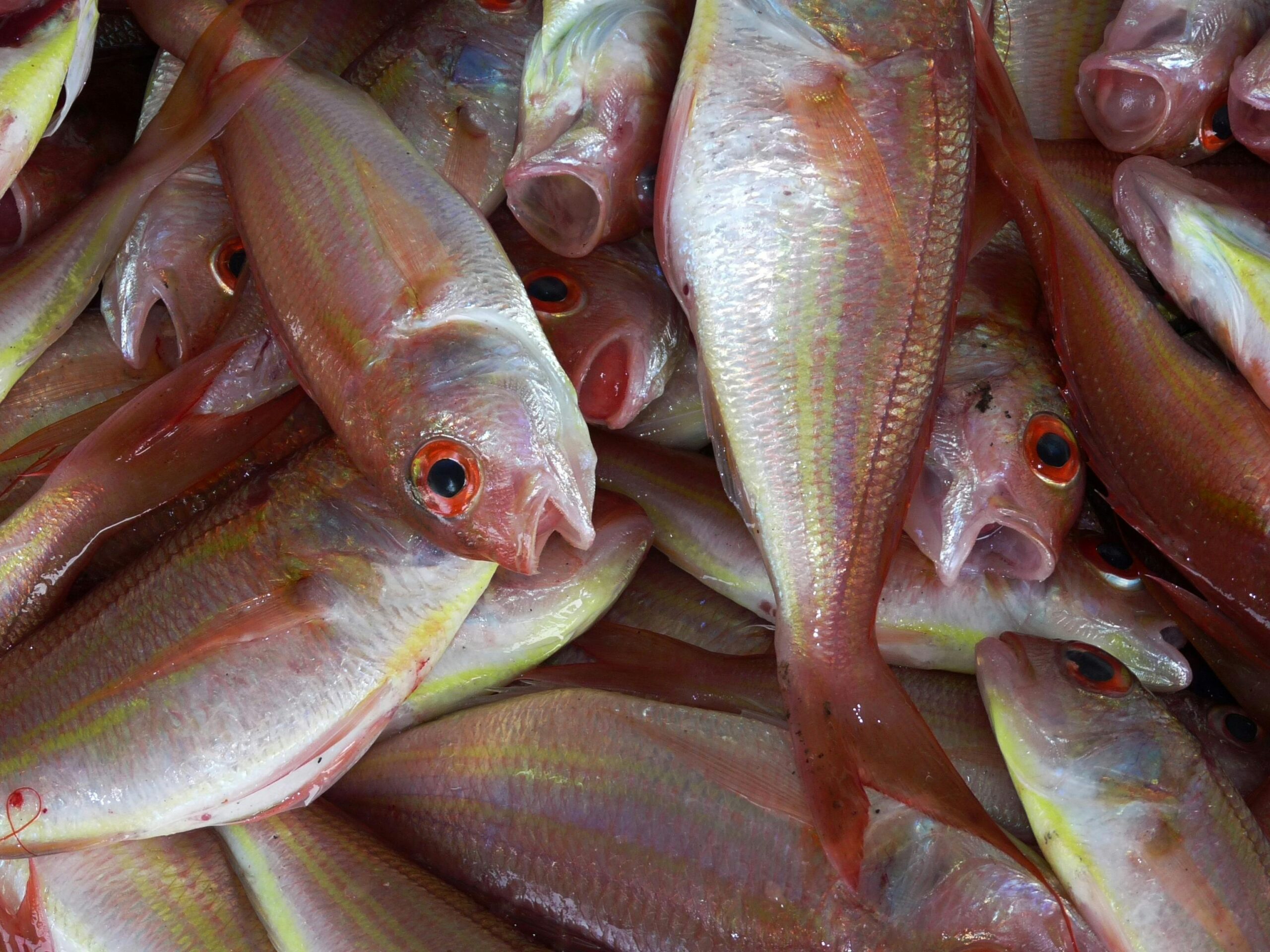 Applications Invited for the Ocean Stewardship Fund