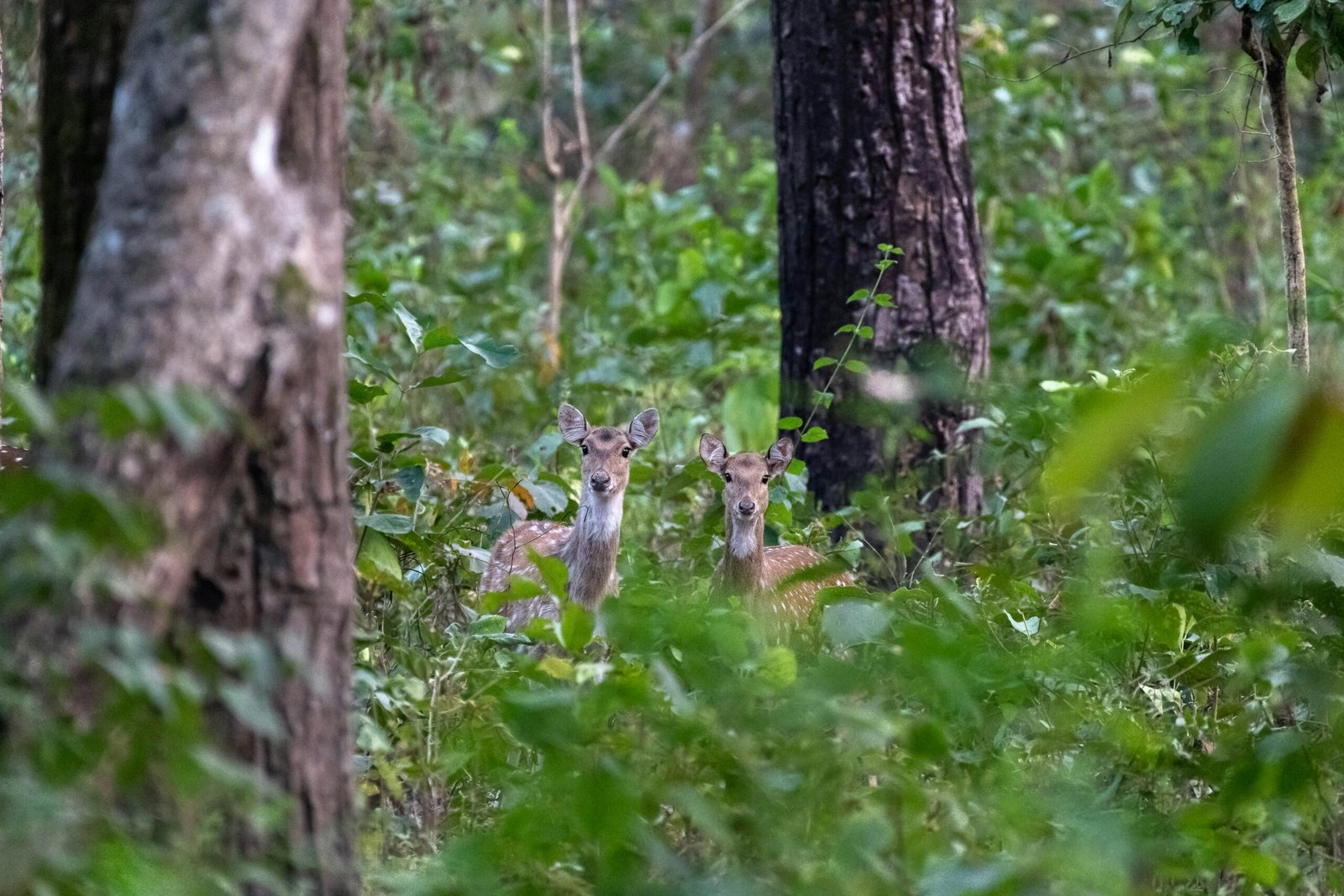 Wildlife Acoustics Scientific Product Grant 2026