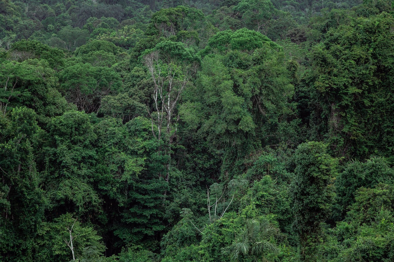Rainforest Trust Fund Grant 2026 International Forest Conservation Rainforest Trust Fund Grant 2026 International Forest Conservation