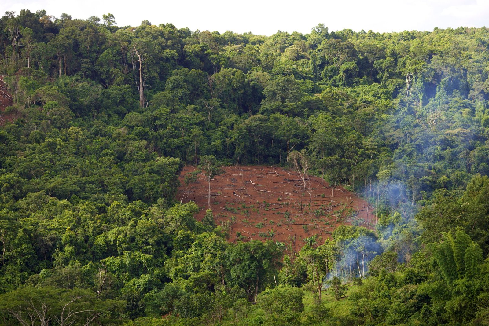 APFNet Call for Projects 2026: Grants for Sustainable Forestry & Climate Action