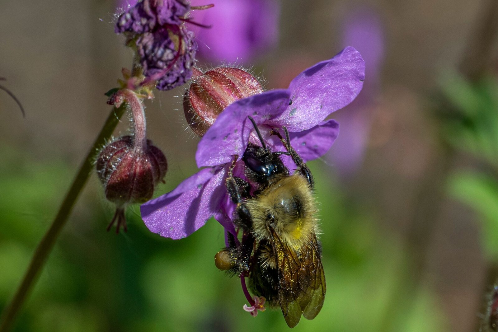 WCT-BEES Grants 2026: Wildlife Conservation Grants Up to ₹3.5 Lakh in India