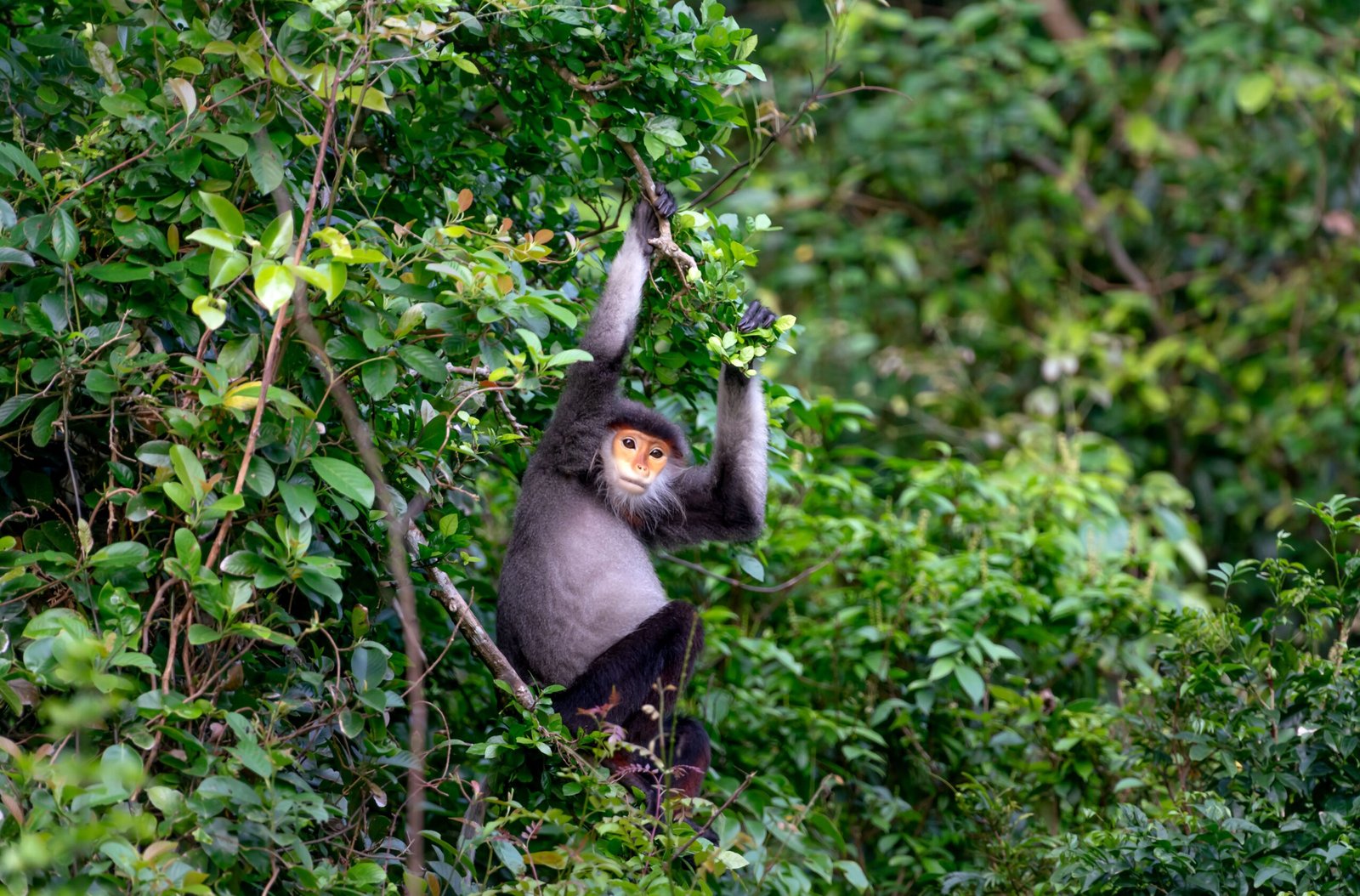 Asia Endangered Apes Story Grants 2026 | Up to US$1,500 for Journalists