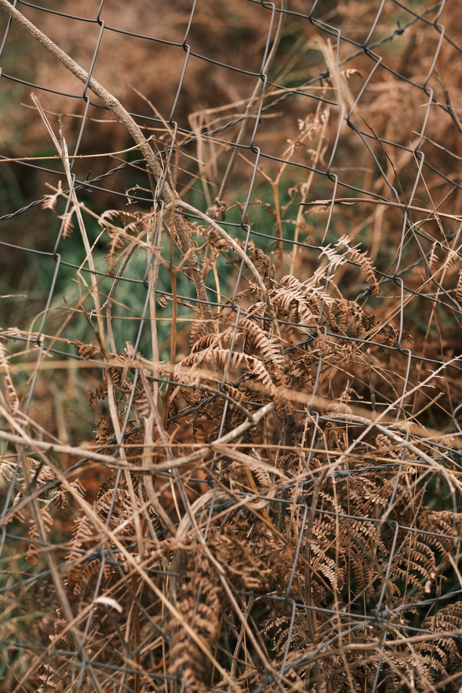 Entangled Ecosystems Grant II | Art and Ecology Grant India