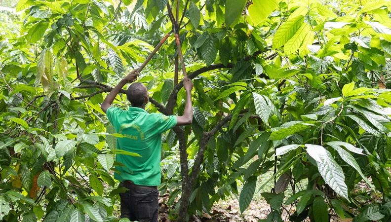 2026 CSO Call for Expressions of Project Intentions – AFD